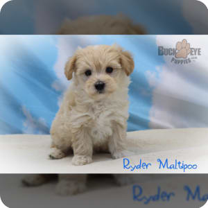Toy maltipoo puppies for sale discount