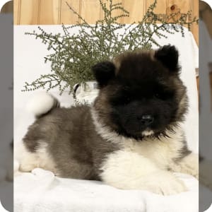 Long hair akita puppy for sale discount