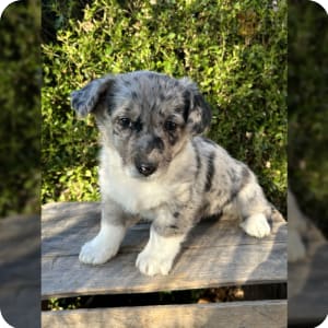 Corgipoo Puppies for Sale Buckeye Puppies