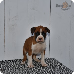Buckeye puppies boxers best sale