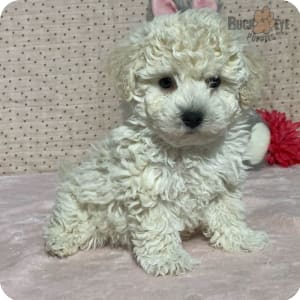 Bichpoo Puppies for Sale Buckeye Puppies