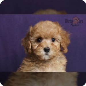 Teacup poodle puppies for sale near me cheap