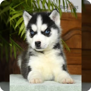 Husky puppies for sale near me under 500 clearance