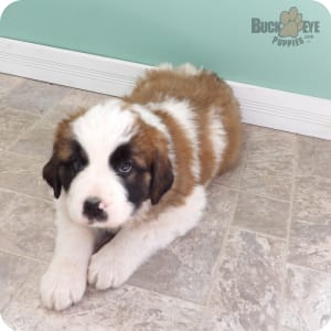 St bernard mix outlet puppies for sale