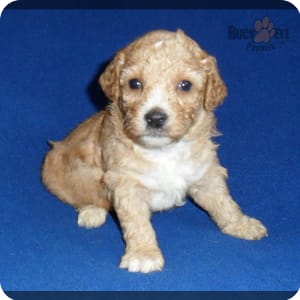 Toy poodle cross bichon frise for sale deals