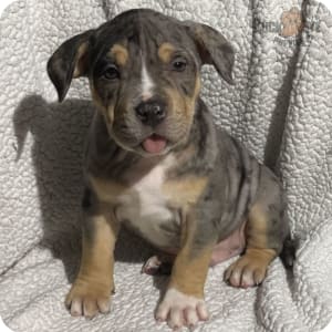 American Bully Puppies for Sale Buckeye Puppies