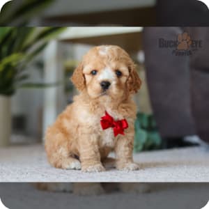 Toy cockapoo puppies for sale new arrivals