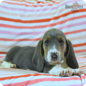 Bluetick basset hound puppies for sale outlet