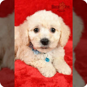 Toy poodle bichon mix for sale online