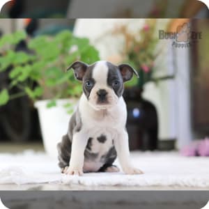 Boston Terrier Puppies for Sale Buckeye Puppies