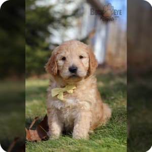 Goldendoodle puppies for sale under $500 cheap