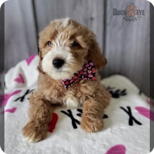 Buckeye goldendoodles outlet