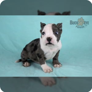 Merle bully for sale online