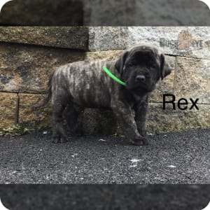 Buckeye mastiffs cheap