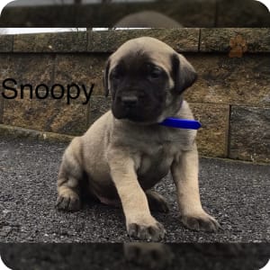 Buckeye mastiffs sales