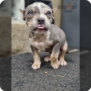 Merle bully shop puppies for sale