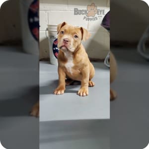 Abkc puppies for sale discount
