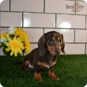 Dachshund Miniature Puppies for Sale Buckeye Puppies