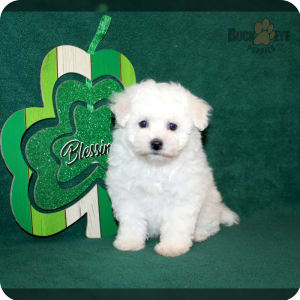Bichon Frise Puppies for Sale Buckeye Puppies