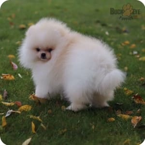 White pomeranian puppy ball for sale cheap