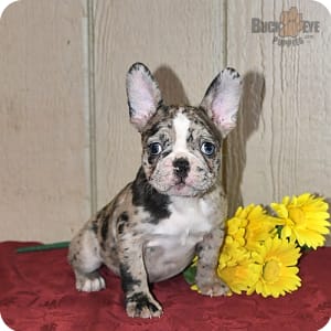 Frenchton Puppies for Sale Buckeye Puppies
