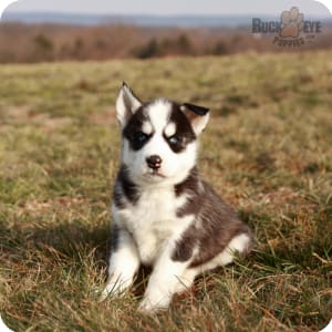 Husky puppies for sale near me under 500 clearance