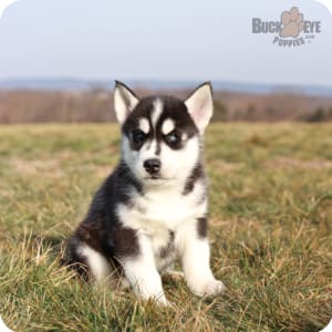 Husky puppies for sale $100 discount