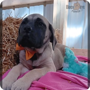 Mastiff hybrid puppies for sale hotsell