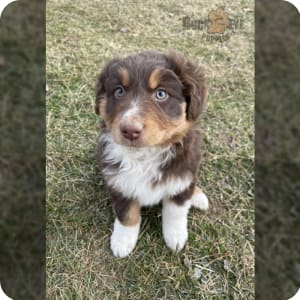 Mini australian shepherd puppies top for sale under $500