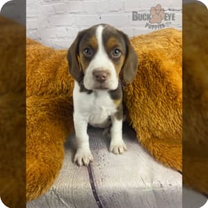 Akc pocket beagle puppies for sale online