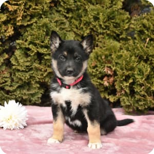 Gerberian Shepsky Puppies for Sale Buckeye Puppies