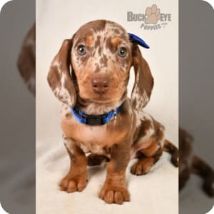Merle dachshund clearance puppies for sale