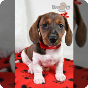 Dachshund Miniature Puppies for Sale Buckeye Puppies