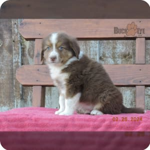 Mini australian shepherd puppies for sale under $500 hotsell