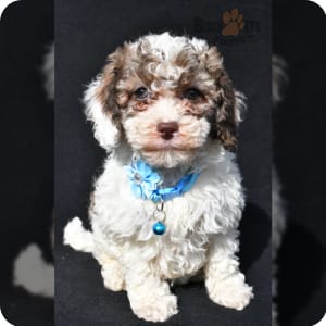 Labradoodle Puppies for Sale Buckeye Puppies