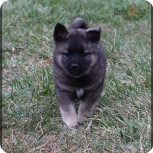 Black norwegian elkhound puppies for sale deals