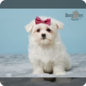 Teacup maltese puppies for sale sale under 200