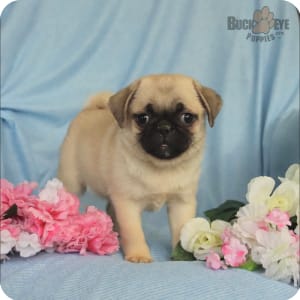 Purebred pugs for sale near me sale