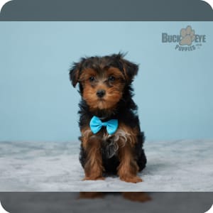 Ckc yorkie puppies hot sale for sale near me