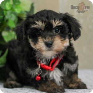 Yorkiechon for sale discount