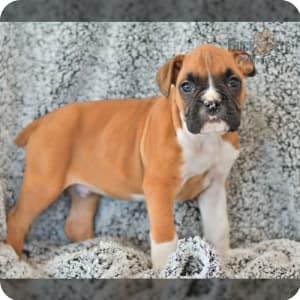 White Boxer Puppies for Sale - Purebred Boxer Puppies for Adoption