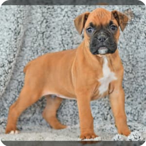 Akc boxer puppies for sale near me cheap