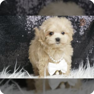 Teacup maltipoo puppies for sale near me outlet