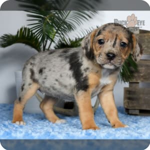 Beabull Puppies for Sale Buckeye Puppies