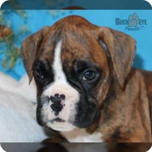 Champion boxer puppies cheap