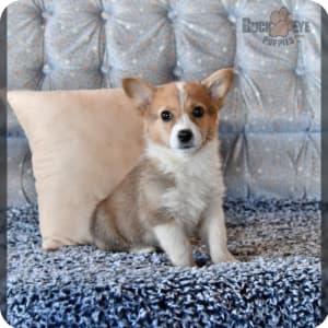 Corgipoo Puppies for Sale Buckeye Puppies