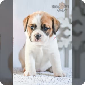 Beabulls for sale deals