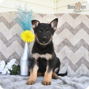 Buckeye puppies german shepherd hotsell