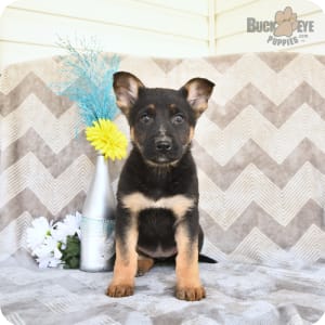 Puppyfind sale german shepherd