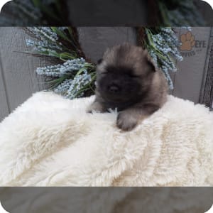 Keeshond chow cheap chow